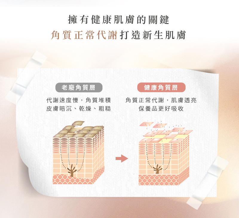 ERIGANCE愛芮肯_淨白控油煥膚精華_擁有健康肌膚的關鍵 角質正常代謝打造新生肌膚 老廢角質層 代謝速度慢,角質堆積 皮膚暗沈、乾燥、粗糙 健康角質層 角質正常代謝,肌膚透亮 保養品更好吸收